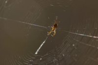 spider 1